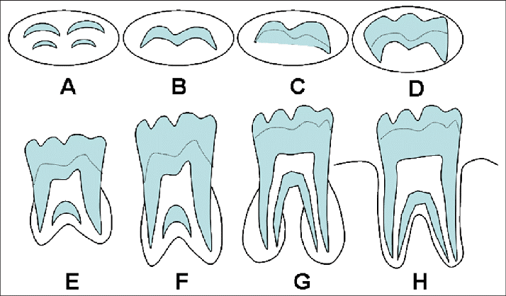 10 - مراحل رشد دندان ها