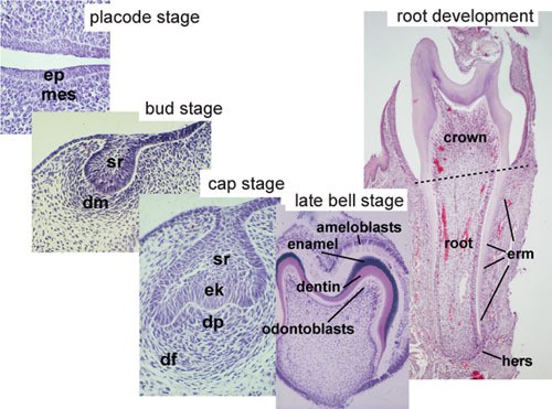 9 1 - مراحل رشد دندان ها